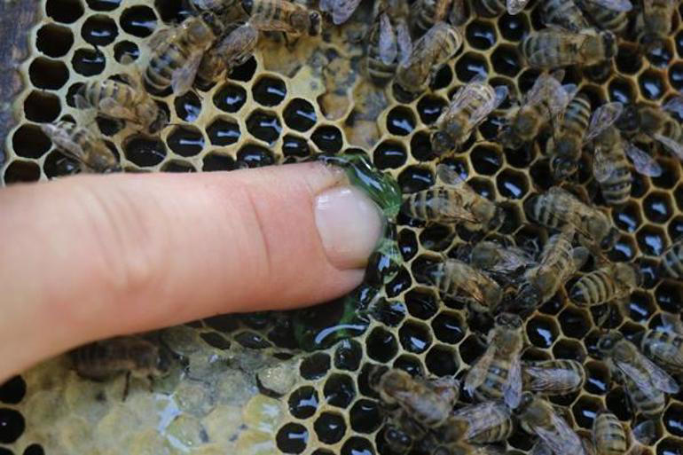 200 arı kovanının arasında keşfetti! i̇çini açtı, hayrete düştü: gizemi çözmeye çalışıyoruz