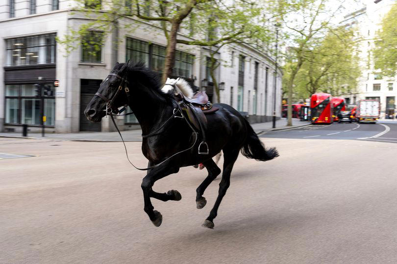 horses from king's guard bolt through london again after breaking free