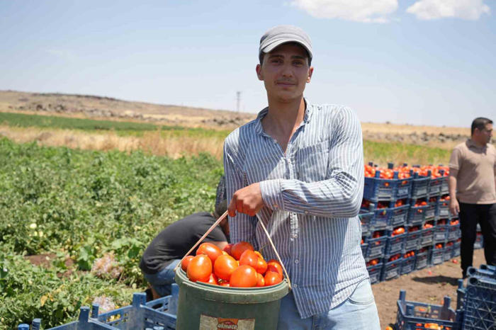 tarlada 5 tl’den satılan domatesin kavurucu sıcak altında hasadı başladı