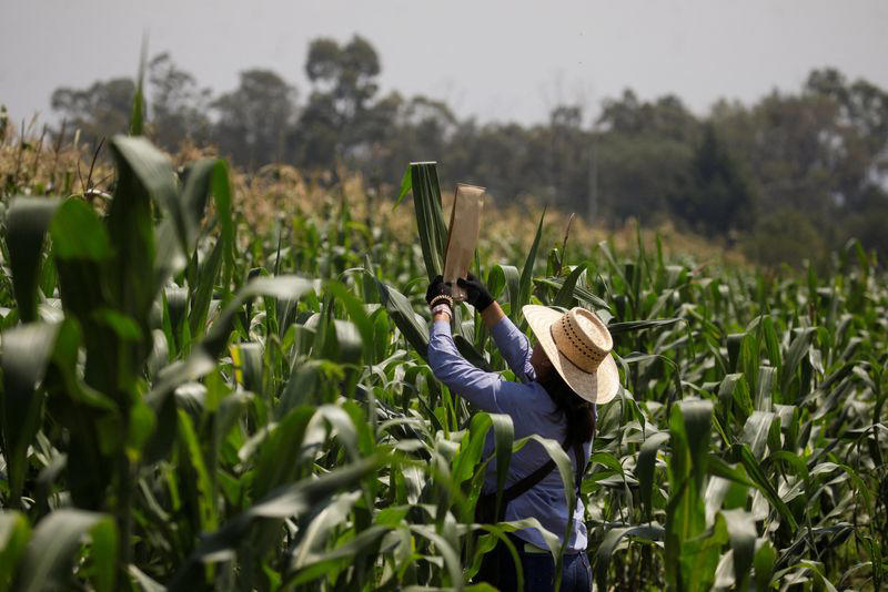 nuevo gobierno méxico abandonará búsqueda de autosuficiencia en maíz amarillo: próximo sec. agricultura