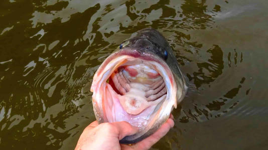 Monster Largemouth Bass Caught in Texas Set a New World Record<br><br>