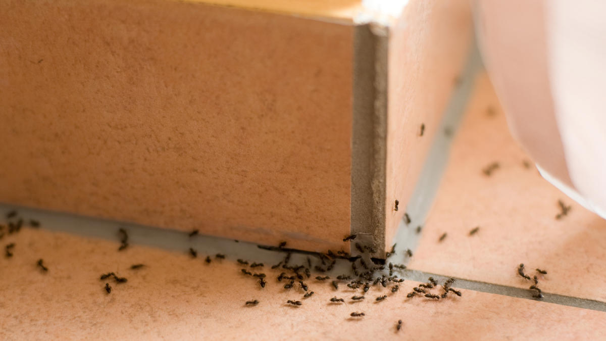 masz w domu najazd mrówek? nie panikuj, tylko zaopatrz się w te substancje. w mig przegoni intruzów