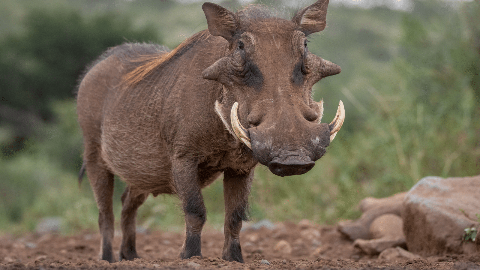 <p>Warthogs are common to sight when on a safari. They are primarily herbivores, but you could find them feeding on small animals that cross their paths.</p>