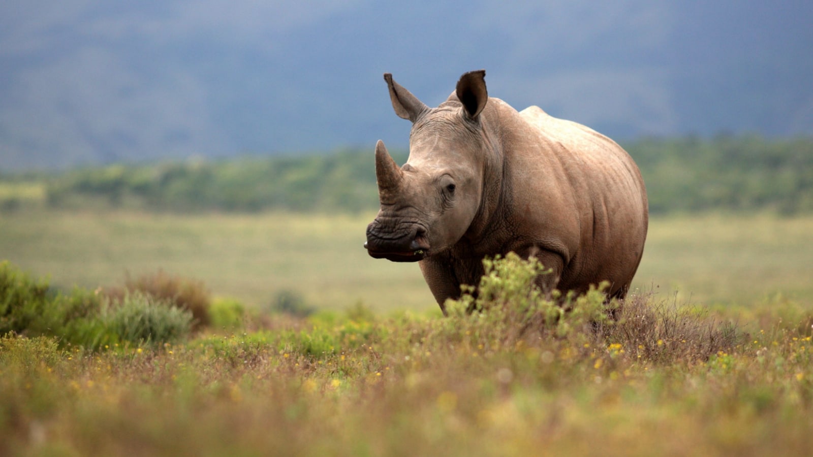 <p>Pouching and loss of habitats are responsible for the dwindling population of these African beauties. Seeing a Rhino on a safari will make for a memorable experience.</p>