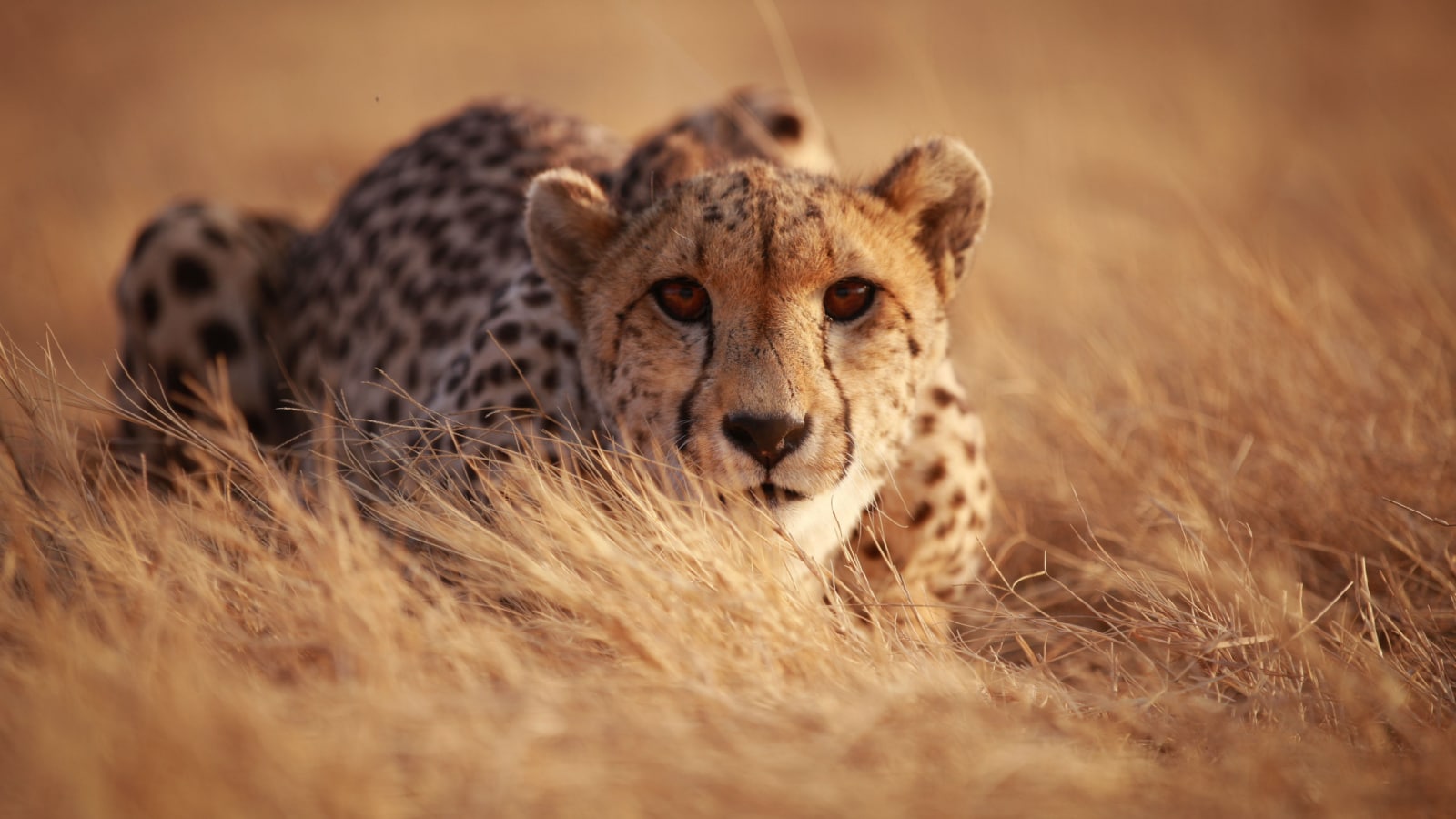 <p>The fastest land animal capable of reaching a speed of up to 70 miles per hour, this sleek and graceful predator is often seen hunting on the open savannah of Africa. Witnessing a chase could keep your blood pumping and your adrenaline hitting the roof.</p>
