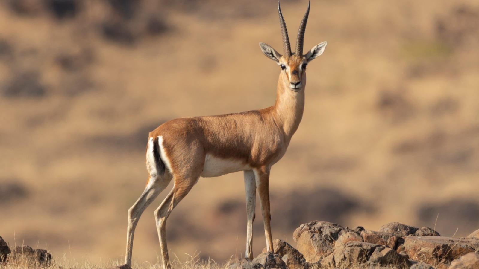 <p>You could argue that these gorgeous antelope are not meant for the rigor of the wild, and you would be right. Gazelles are abundant in the desert and savannas of Africa. A visit holds the promise of seeing them strolling in the twilight sun or running from a hunting predator.</p>