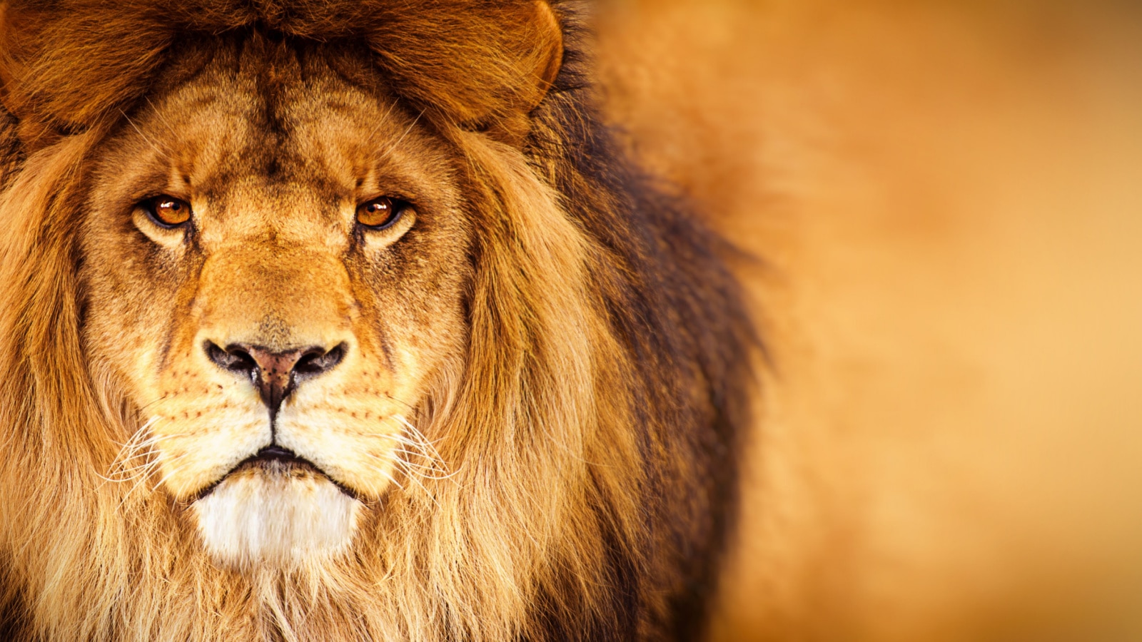 <p>You'll identify this pride of the African wilderness with its distinct brownish-yellow color. This is unlike the cinnamon and white-chested mountain lions prowling the woods of the United States.</p><p>One unique feature of the African male lions you should watch for is the thick black and brown manes that protect their necks when in a bout competing for food, territory, or sex. On your safari trip, you will see them longing in the sun or stalking prey in the hunt for the next meal.</p>
