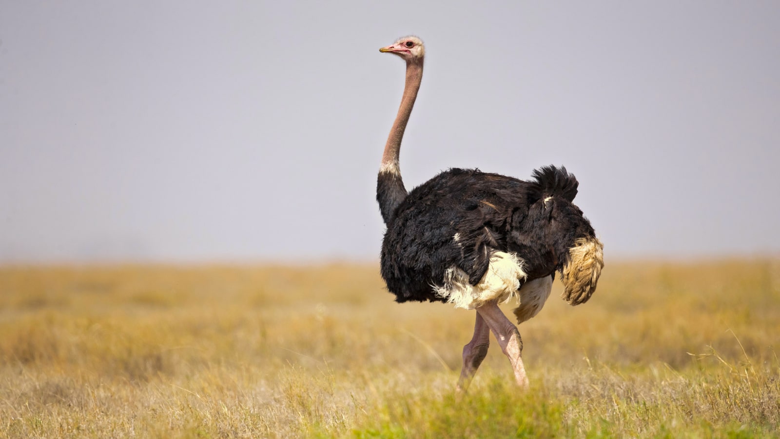 <p>The most giant and flightless bird there is, African Safari offers you exclusive interactions with these farmed animals. As if made of pure intrigues, the Ostrich has unusual characteristics, like keeping their eggs with the most dominant Ostrich in the group, and you should ask to see them on your next visit.</p>