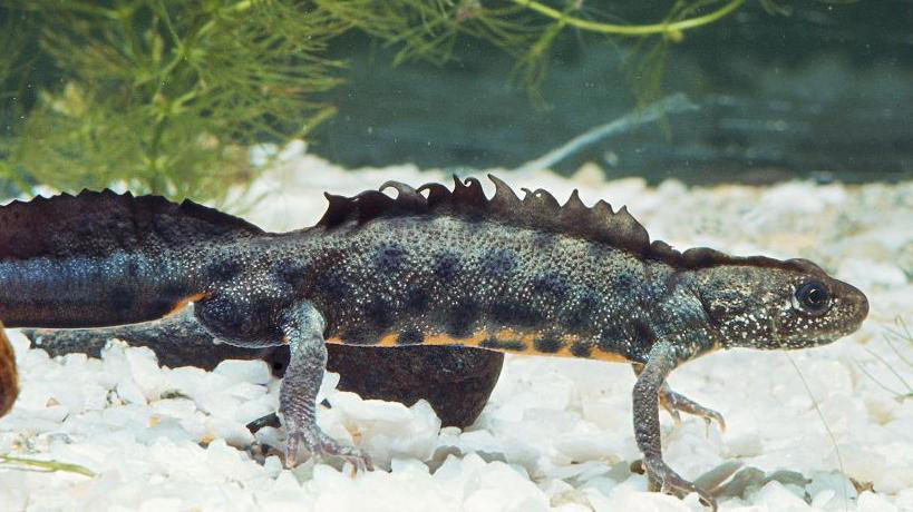 scientists lure endangered newts to ancient wetlands