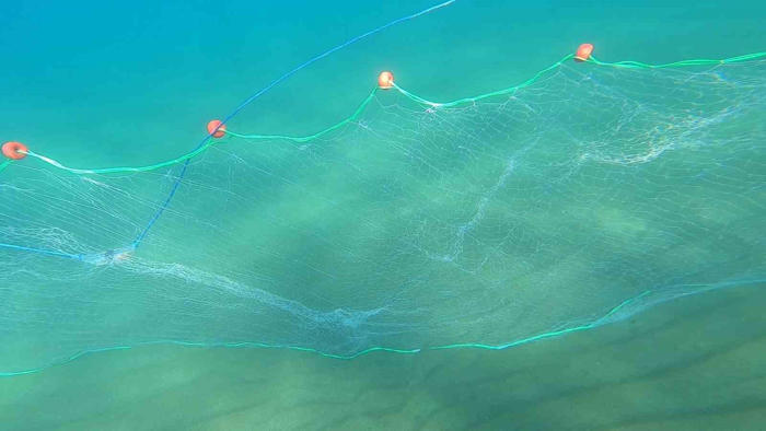 akdeniz’de balıkçı ağlarına takılan 132 bin deniz kaplumbağası ışıklı ağlarla korunuyor