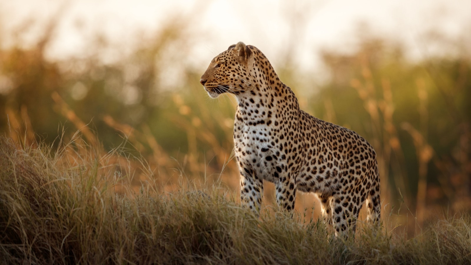 <p>Large as they seem, leopards are the smallest of the big cats. They are solitary and only sit in a group during mating. You would see them prowling alone in parks behind an African evening sunset.</p>