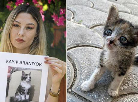 yavruyken sokakta buldu, uçakta kaybetti! sokak sokak kedisini arıyor