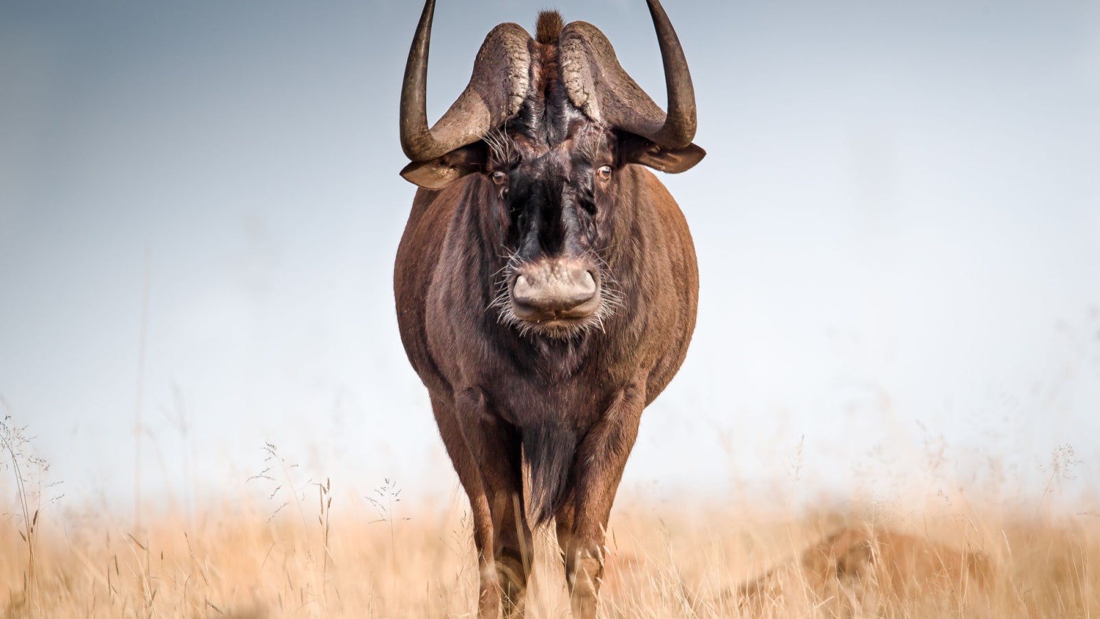 <p>The wildebeest, also known as gnus, are large antelopes of the goat and cattle family. They are nibbling at grass blades and green leaves in East Africa.</p>