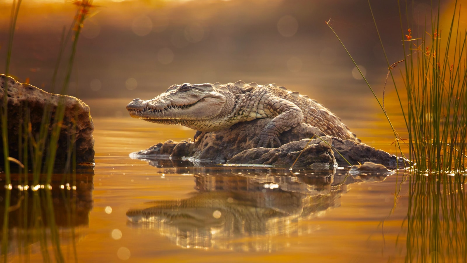 <p>Crocodiles have the strongest bites of land animals. Although often sedentary when on land, you should not take their stillness for gentility when you're on your next Safari trip.</p>