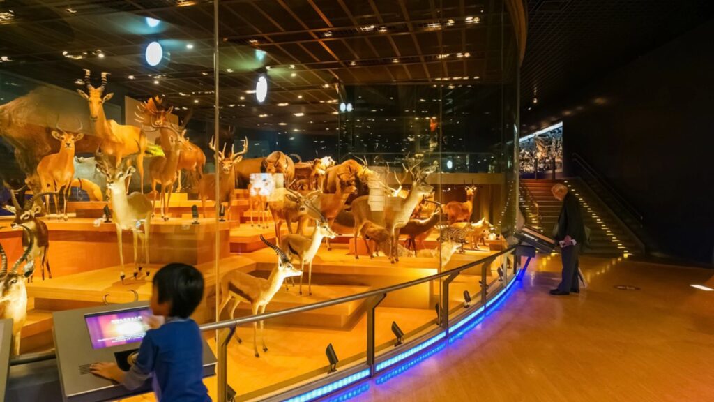 <p>This museum offers a comprehensive overview of the natural world, from the origins of the universe to the evolution of life on Earth. Explore exhibits on dinosaurs, animals, plants, and the Earth’s geological history.</p><p>Marvel at the dinosaur skeletons, witness the wonders of the deep sea in the aquarium, and learn about the latest discoveries in natural science. The museum is a treasure trove of knowledge and a source of inspiration for all who seek to understand the world around them.</p>