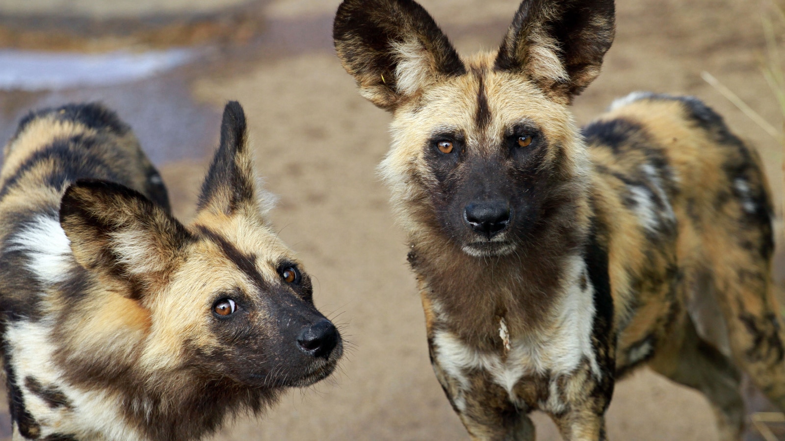 <p>Dogs are man's best friends for the patting, curdling, and camaraderie. But not the African wild dogs. They are vicious, and you should not mistake them for your domestic pals when you vacay.</p>