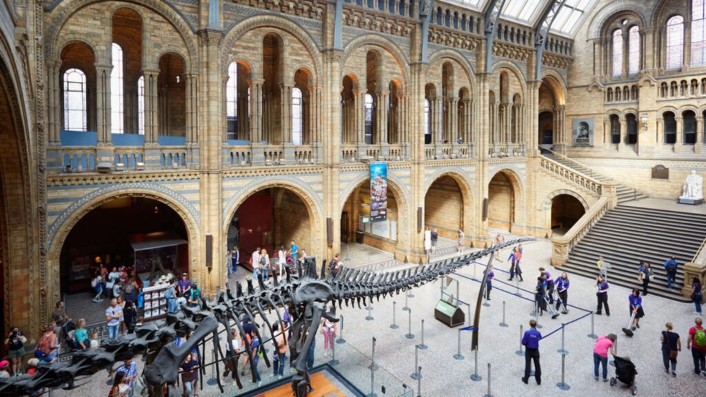 <p>Journey through millions of years of Earth’s history at this renowned institution in <a class="wpil_keyword_link" href="https://www.newinterestingfacts.com/facts-about-london/" title="London">London</a>. From dinosaur skeletons that tower over you to dazzling gemstones that shimmer with the secrets of our planet, the museum’s vast collection offers a fascinating glimpse into the natural world.</p><p>Encounter the colossal blue whale skeleton, marvel at the intricately preserved fossils of ancient creatures, and be dazzled by the museum’s extensive collection of minerals and gemstones. The Natural History Museum is not just a repository of knowledge—it’s a celebration of the diversity and wonder of life on Earth.</p>