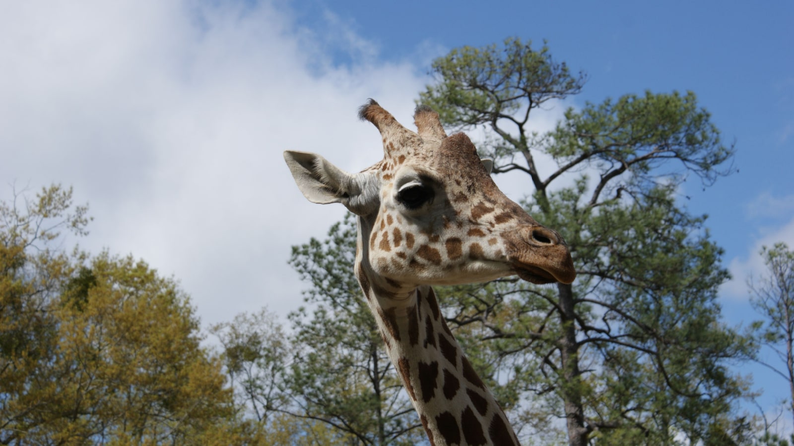 <p>The giraffe hit the top spot when you think of elegance mixed with speed and giant strides. Surprisingly fast for its gait, this strong-feet animal will keep you in awe of nature's brilliance on sight.</p>