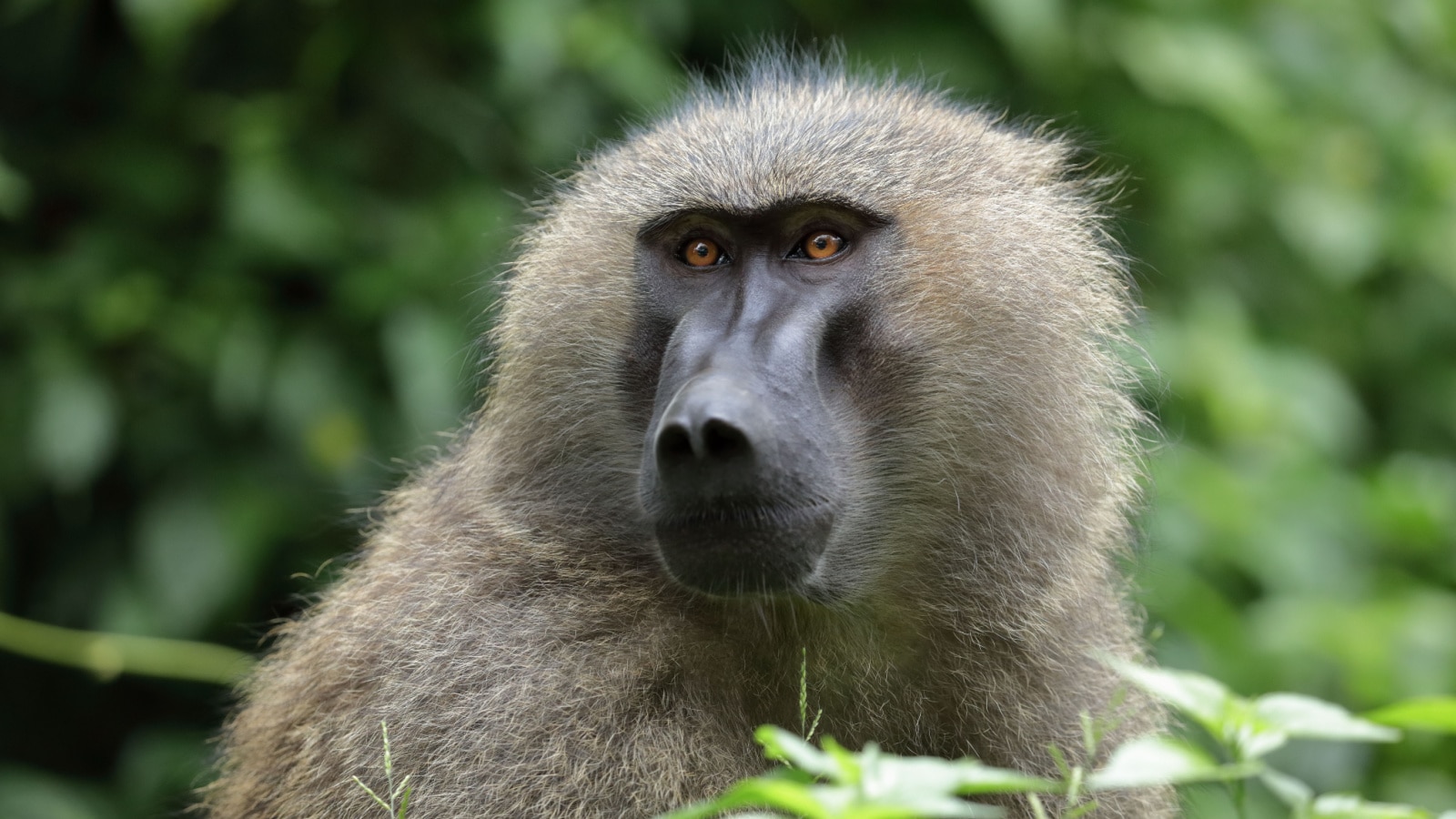 <p>You will find baboons in savannahs, tropical forests, and other semi-habits along the African wilderness. They are omnivores like you; you will see them eating plants and small animals.</p>