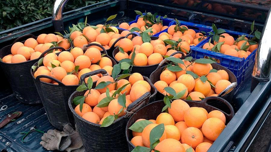 productores entrerrianos descartan camiones de fruta por la recesión: 