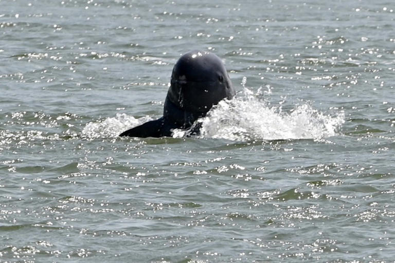 espoir pour les dauphins dans le mékong : leur nombre remonte au dessus de 100