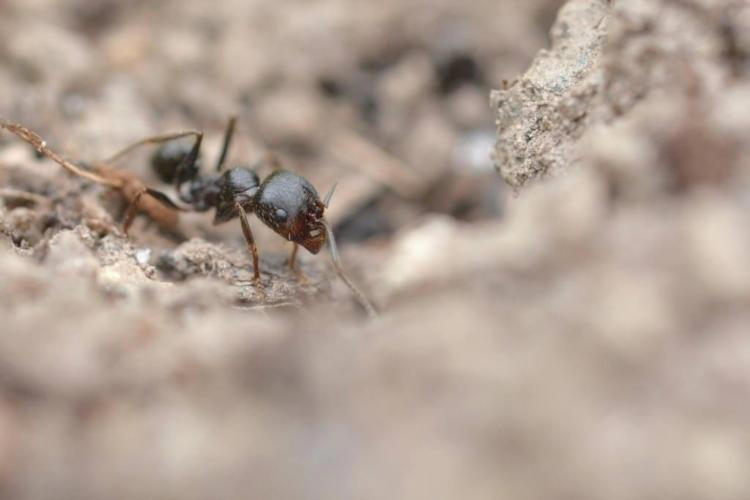 « elles mangent de tout » : ces fourmis résistantes aux insecticides arrivent peu à peu en france