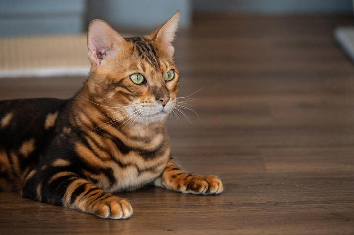 ¿cuánto cuesta un gato bengalí en colombia? signos para identificar si es de raza pura