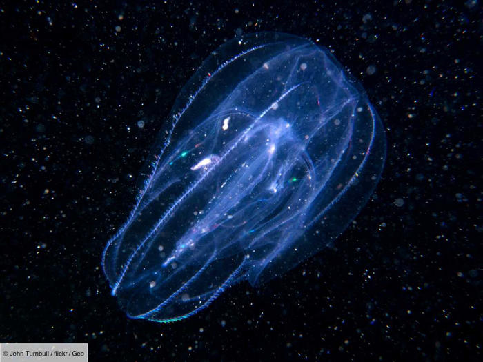 sous pression: comment les cousins des méduses se sont adaptés à la vie tout au fond de l'océan