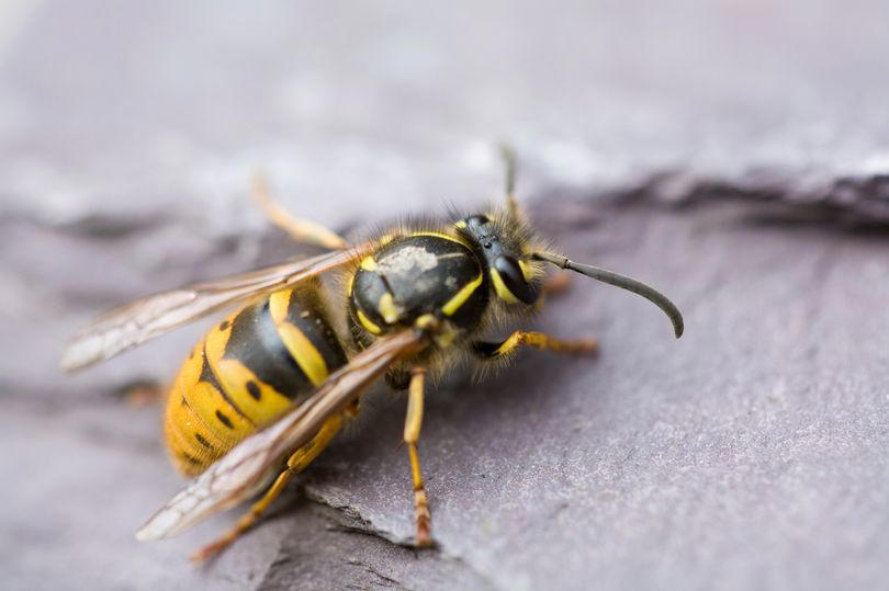 uk drivers warned they could face massive fine if a wasp gets in their car