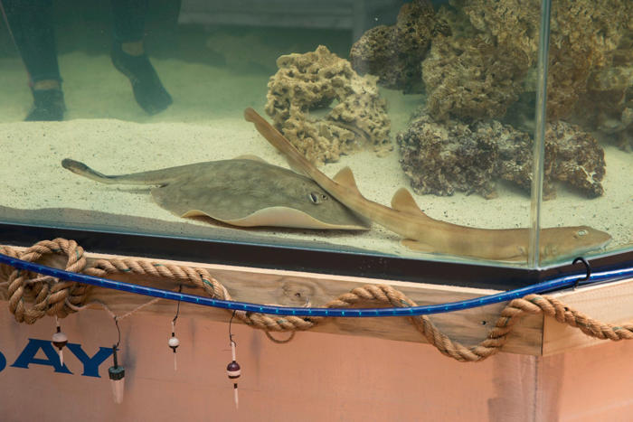 stingray that got pregnant despite no male companion has died, aquarium says