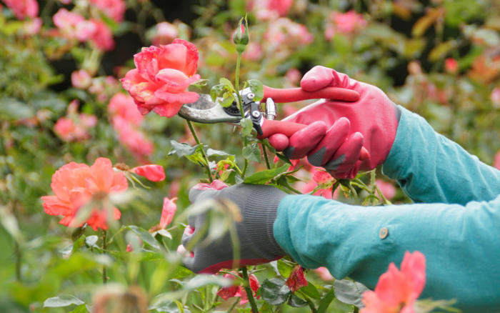 seven ways gardening can help stave off dementia