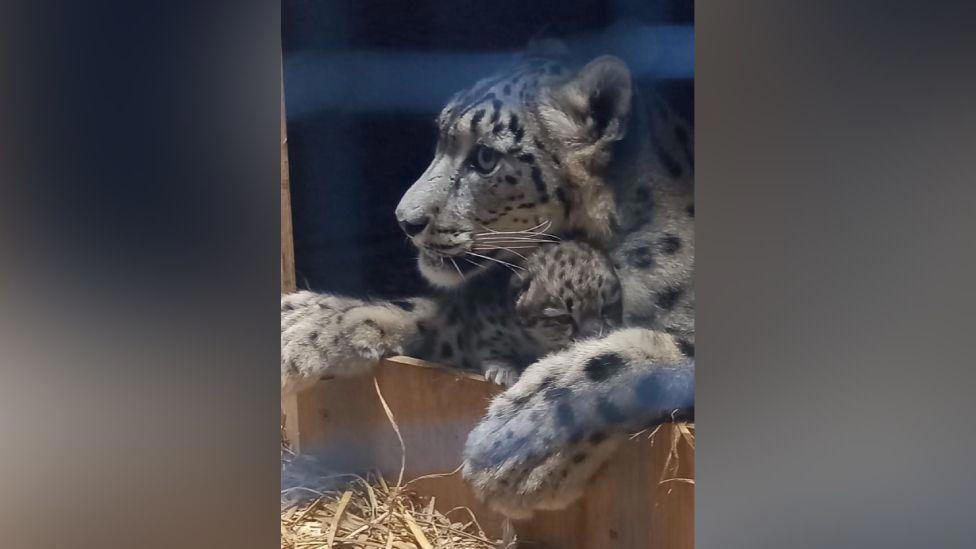 rare snow leopard born in conservation triumph