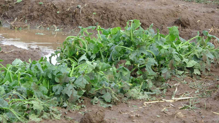 bingöl’de bölgesel dolu yağışı sebze fidelerine zarar verdi