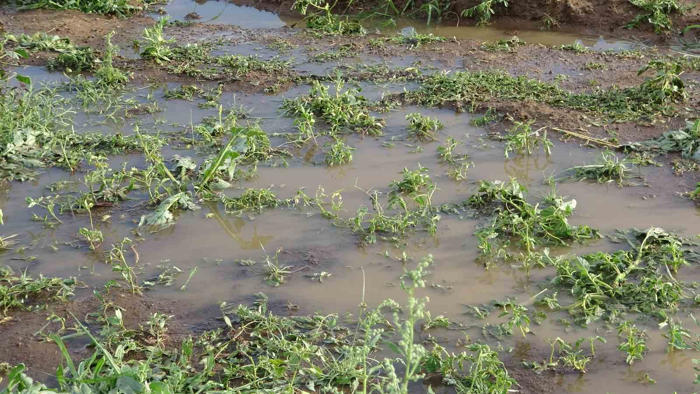 bingöl’de bölgesel dolu yağışı sebze fidelerine zarar verdi