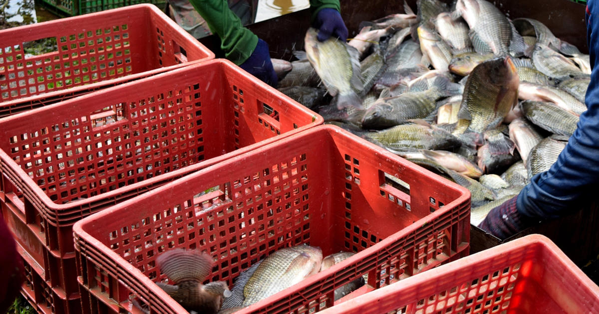russia accuses eu of sabotaging fish exports