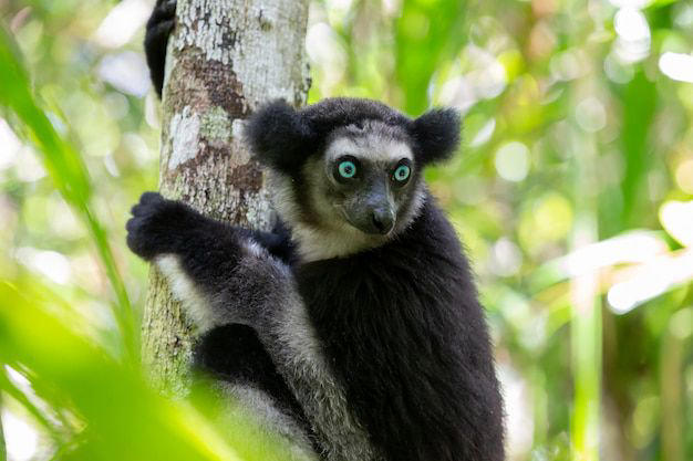 amazon, conoce los animales de la selva que se encuentran en peligro de extinción en 2024, según biólogo