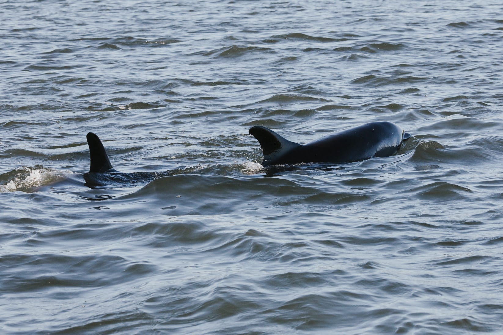 Over 100 Stranded Dolphins In Cape Cod Are Now Free, Rescue Teams Say − ...