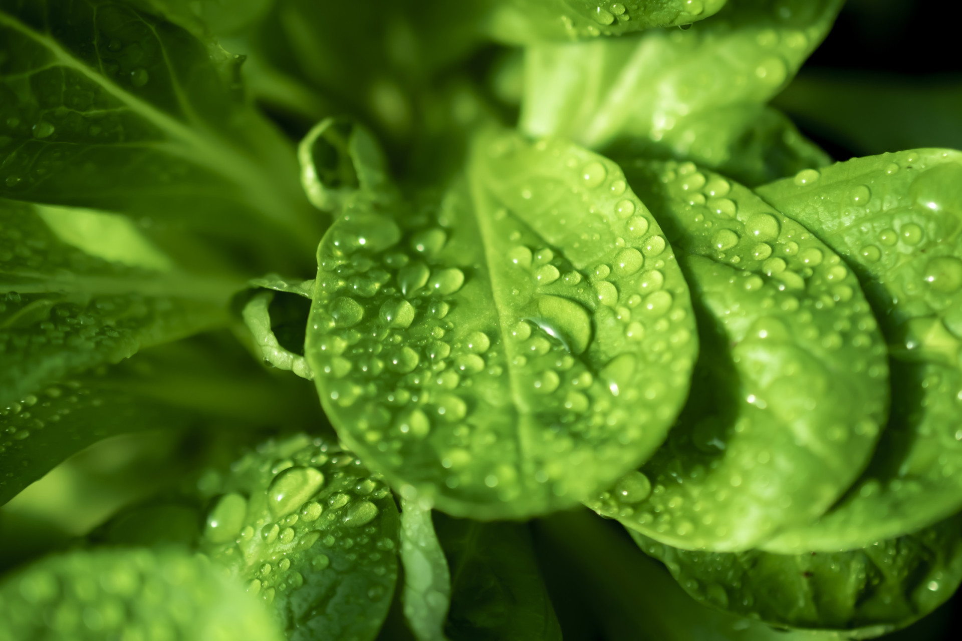 Listeria infection what to know, and how to prevent it