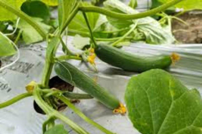 karnataka farmer's unconventional cultivation of english cucumbers yields success