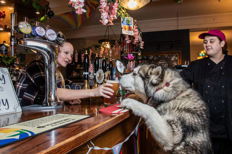 full list of uk's top dog friendly pubs to visit this summer - is your local on it?