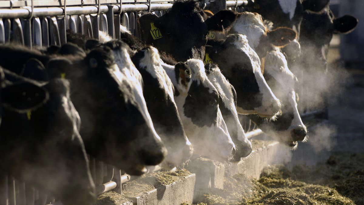 plötzlich sind kühe befallen: vogelgrippevirus in den usa könnte nächste pandemie auslösen