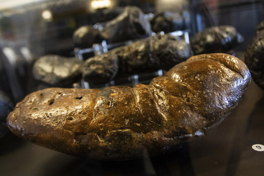 museo de arizona cuenta historia de animales antiguos a través de sus heces fosilizadas