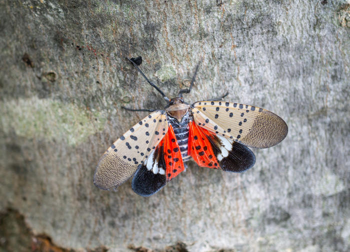 how to, spotted lanternflies: scientists studying how to kill them