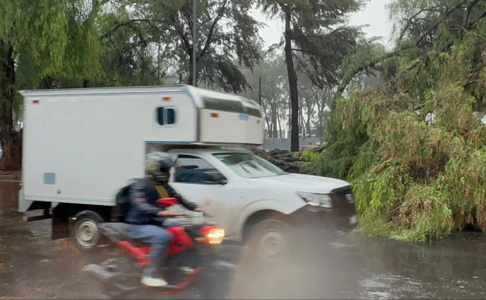 ráfagas de viento y lluvias derriban árboles en cdmx, provocando tráfico en varias vialidades