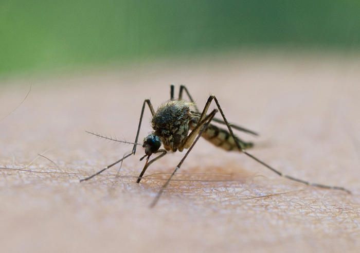 experte: so ein mückenjahr habe ich noch nicht erlebt
