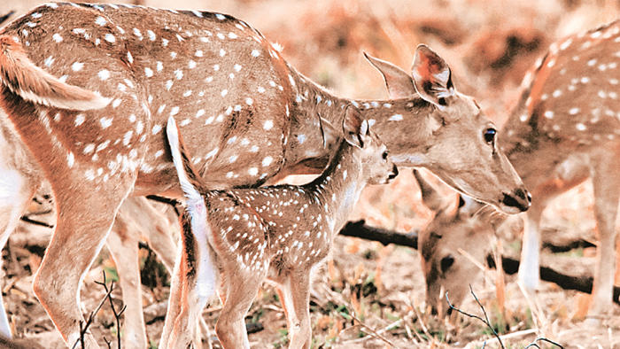 android, chital stock dwindling in kuno, plan to move out excess cheetahs’