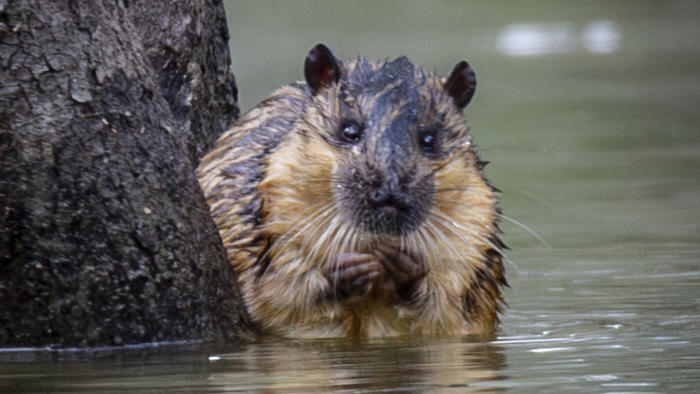 research into elusive rakali, or australian water rat, prompts call for citizen scientists to log sightings