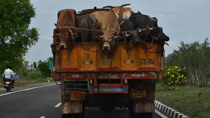 android, mp nod for bill to seize vehicles transporting cows for slaughter