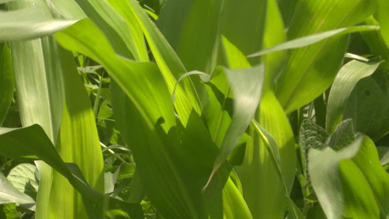 Rainy weather affects corn crop