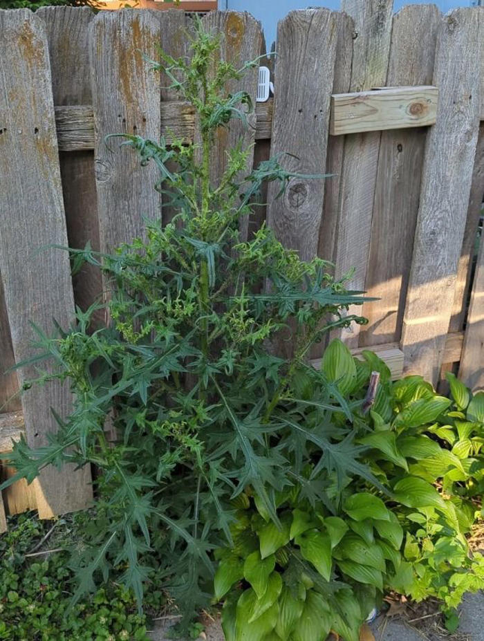 homeowner met with warnings after sharing photo of thriving mystery plant: 'you will never see the end of it'